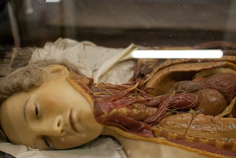 wax medical model modelos medicina Cultura Inquieta5