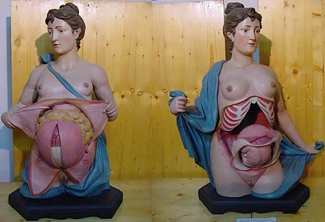 wax medical model modelos medicina Cultura Inquieta7