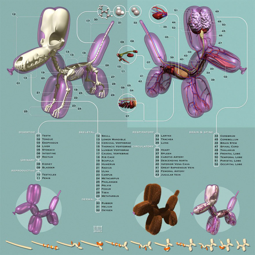 Anatomical Animal Balloons Jason Freeny 7