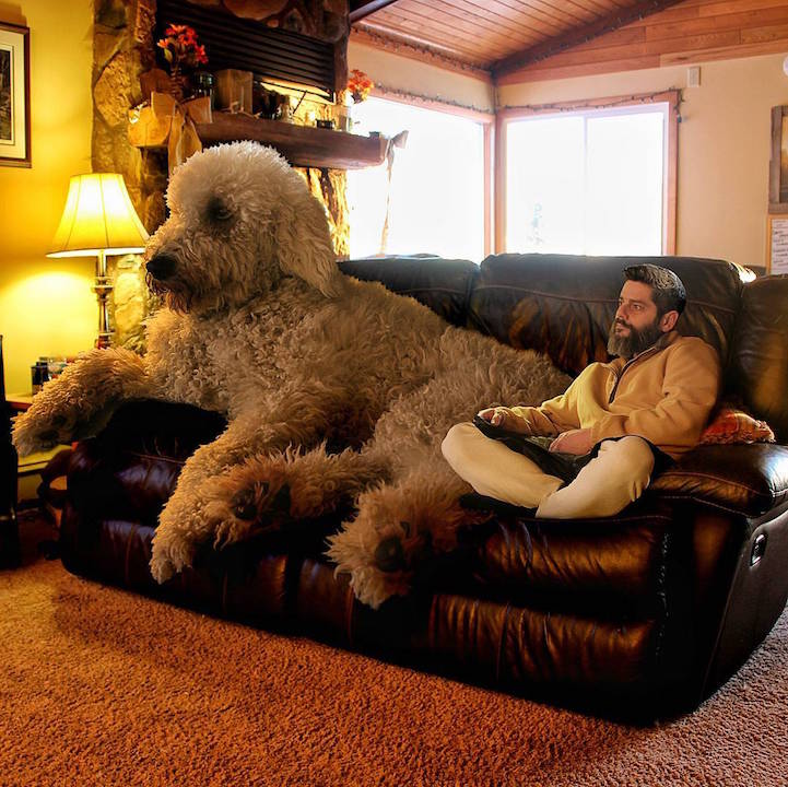 Christopher Cline gigantic dog 15
