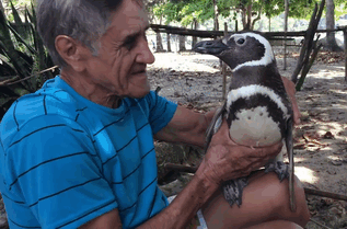Joao Pereira de Souza penguin