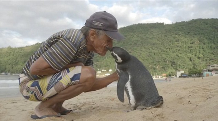 Joao Pereira de Souza penguin