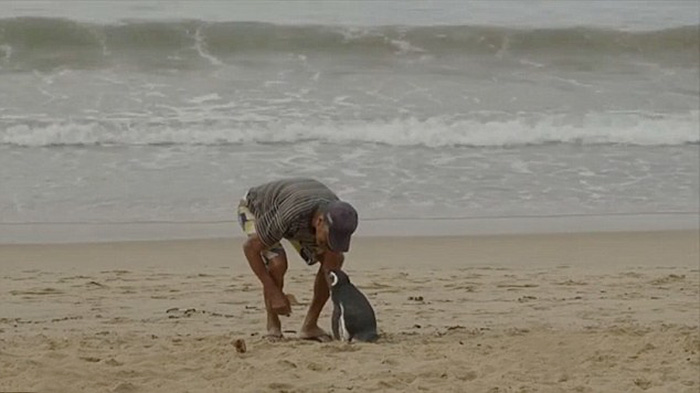 Joao Pereira de Souza penguin2
