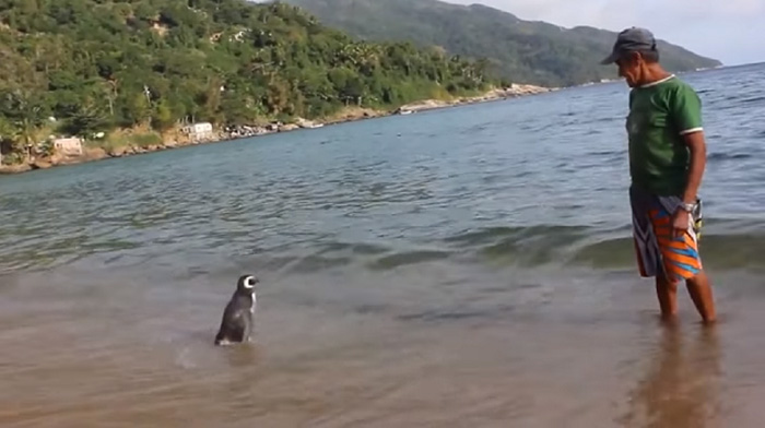 Joao Pereira de Souza penguin3