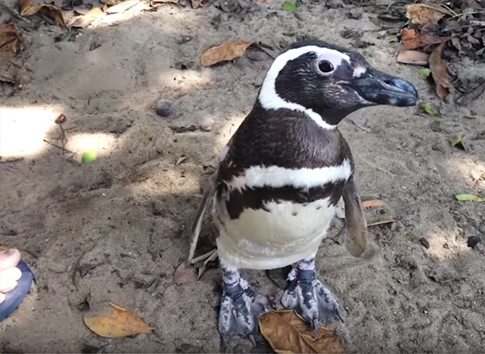 Joao Pereira de Souza penguin4