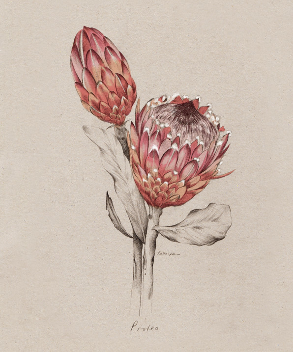 Kelly Thompson sensual illustration Cultura Inquieta 7