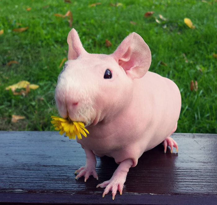 Naked Guinea Pig Poses With His Favorite Food 10