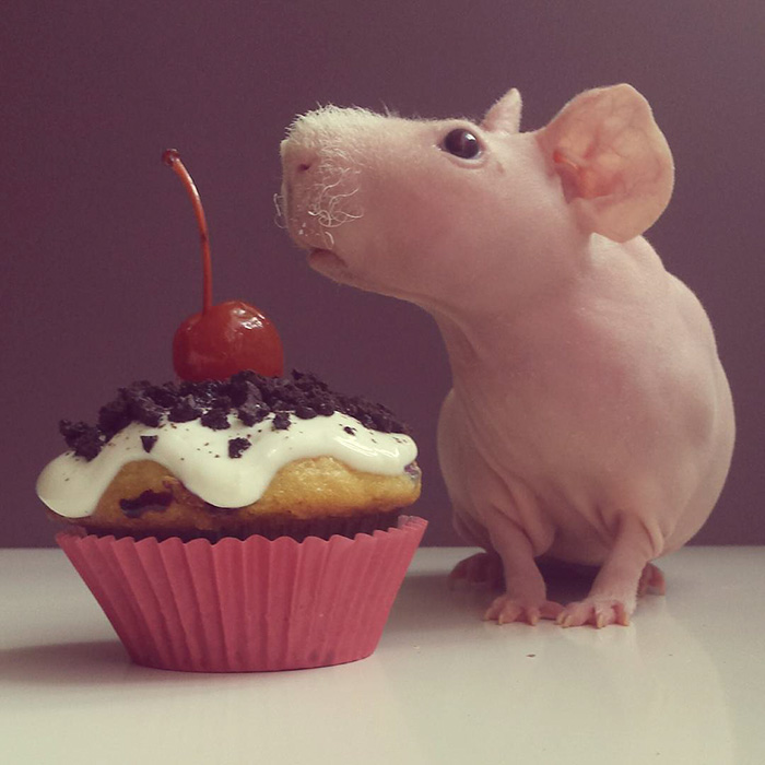 Naked Guinea Pig Poses With His Favorite Food 11