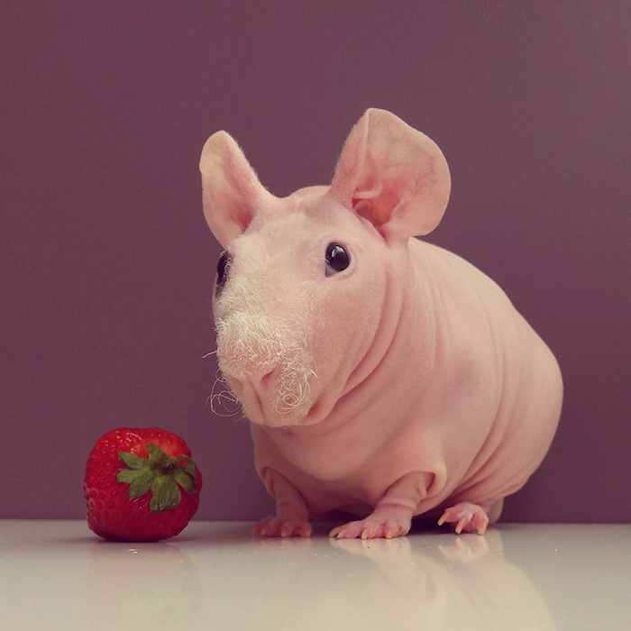 Naked Guinea Pig Poses With His Favorite Food 12