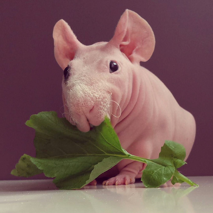 Naked Guinea Pig Poses With His Favorite Food 15