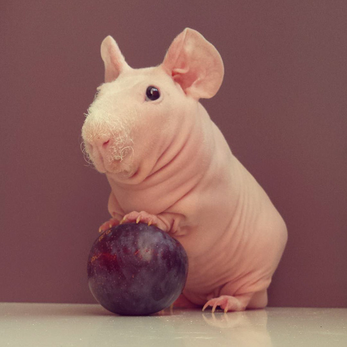 Naked Guinea Pig Poses With His Favorite Food 17