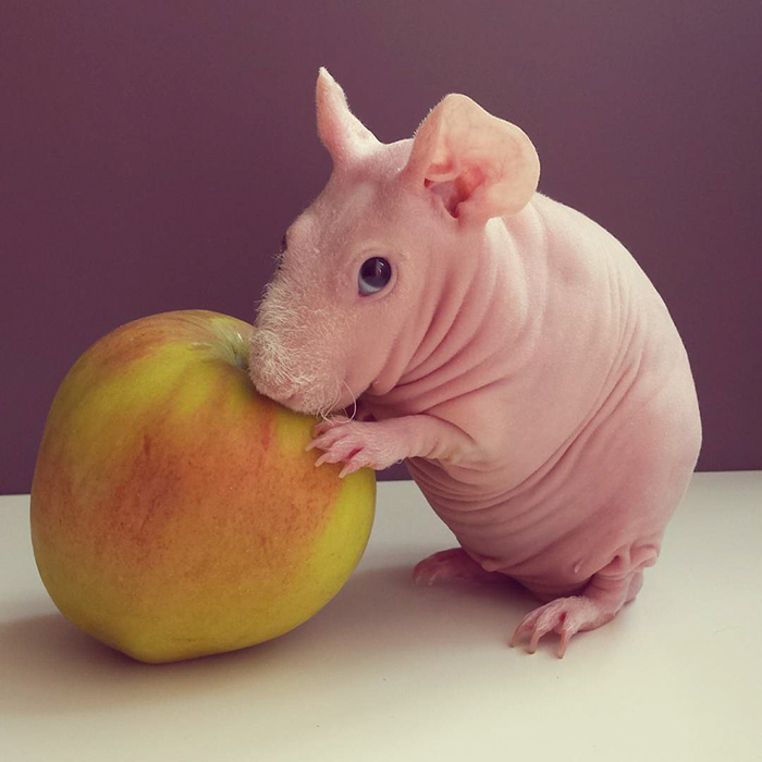Naked Guinea Pig Poses With His Favorite Food 2