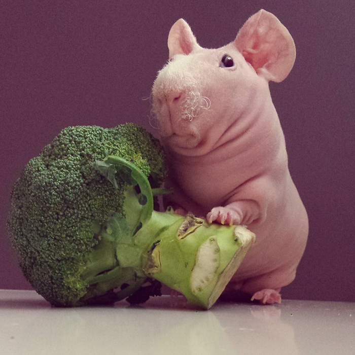 Naked Guinea Pig Poses With His Favorite Food 3