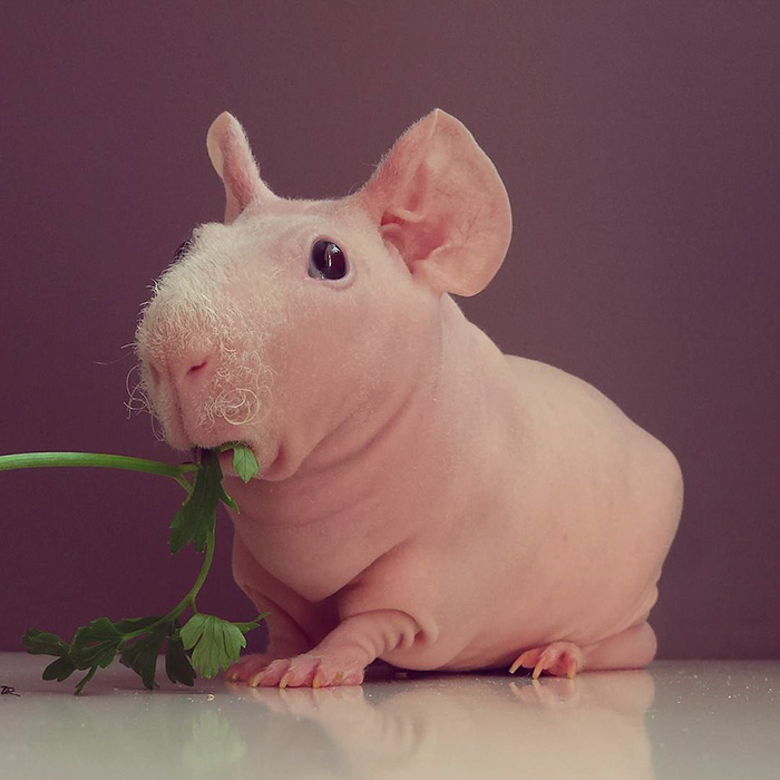 Naked Guinea Pig Poses With His Favorite Food 4