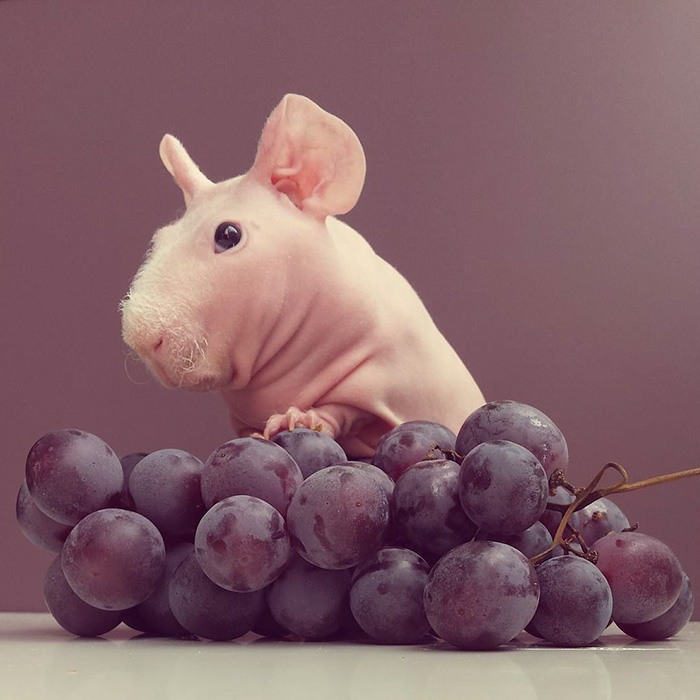 Naked Guinea Pig Poses With His Favorite Food 6
