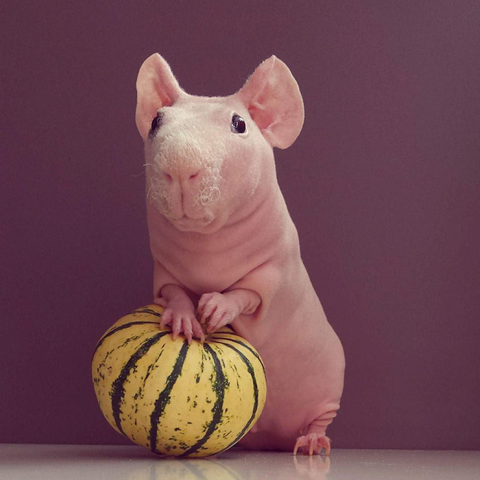 Naked Guinea Pig Poses With His Favorite Food 7