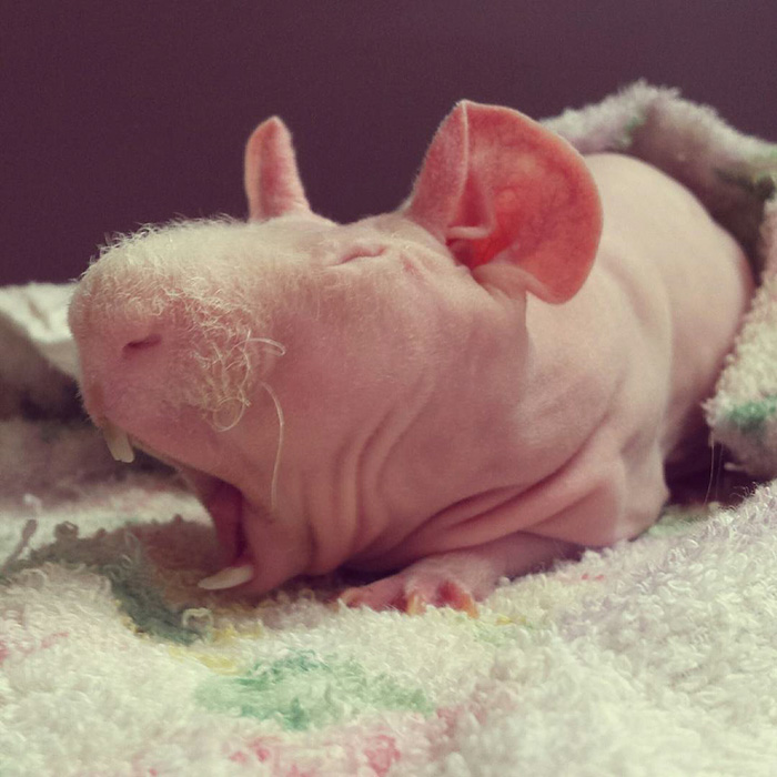 Naked Guinea Pig Poses With His Favorite Food 8