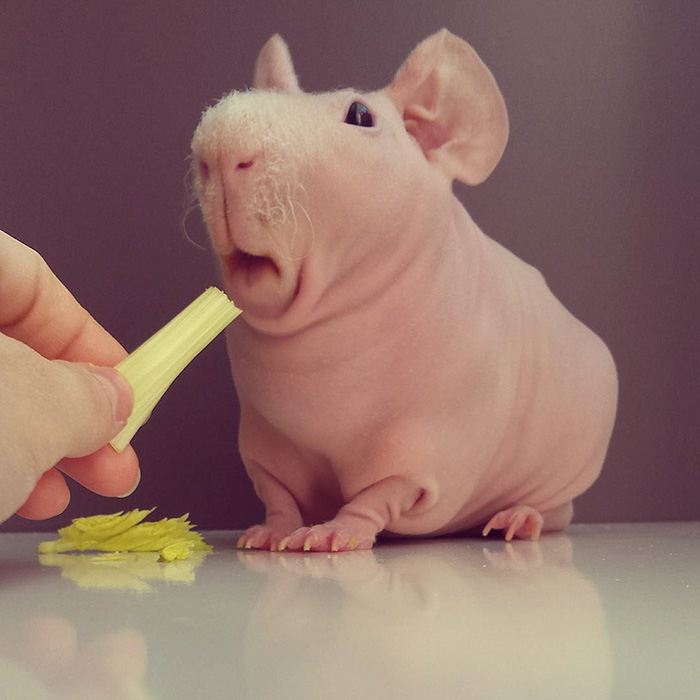 Naked Guinea Pig Poses With His Favorite Food 9