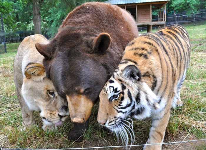 Noah Ark Baloo Shere Khan amistad