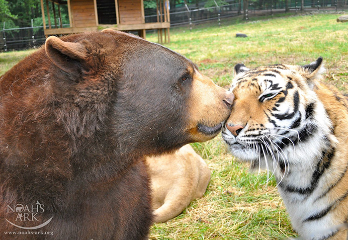 Noah Ark Baloo Shere Khan amistad 10