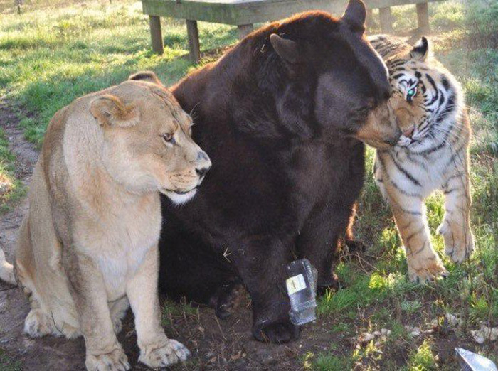 Noah Ark Baloo Shere Khan amistad 11