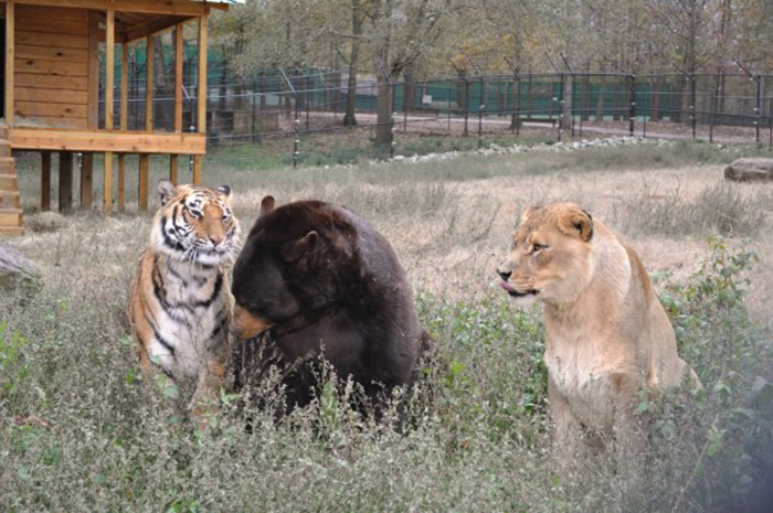 Noah Ark Baloo Shere Khan amistad 12