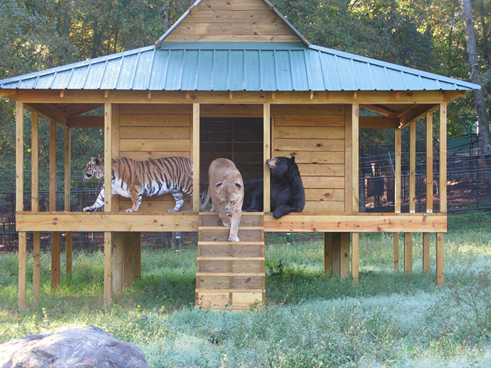 Noah Ark Baloo Shere Khan amistad 2