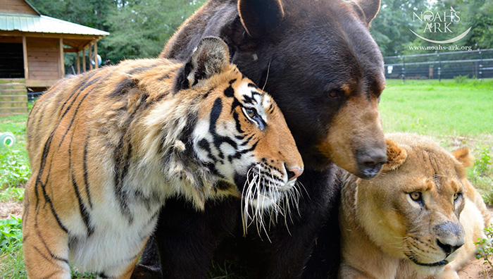 Noah Ark Baloo Shere Khan amistad 3