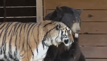 Noah Ark Baloo Shere Khan amistad 4