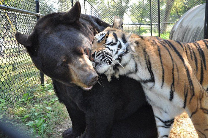 Noah Ark Baloo Shere Khan amistad 5