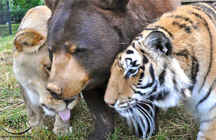 Noah Ark Baloo Shere Khan amistad 6