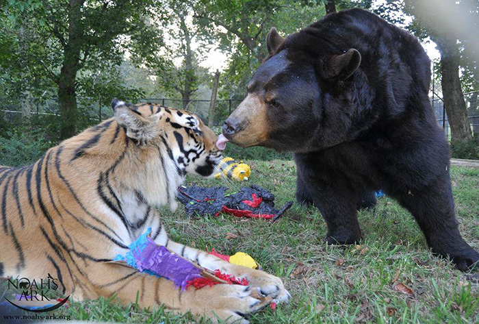 Noah Ark Baloo Shere Khan amistad 7