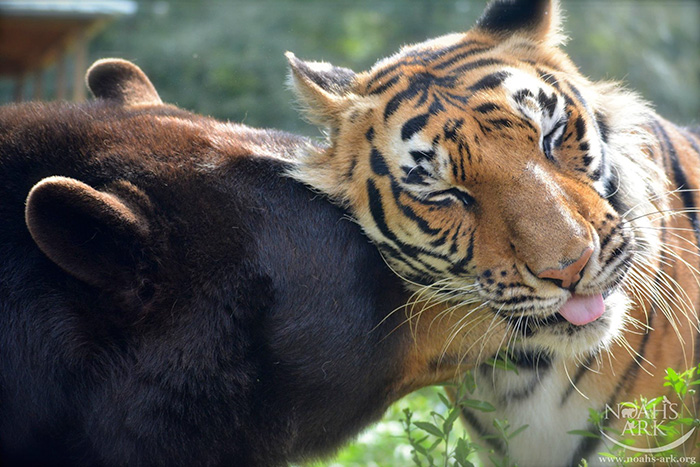 Noah Ark Baloo Shere Khan amistad 8