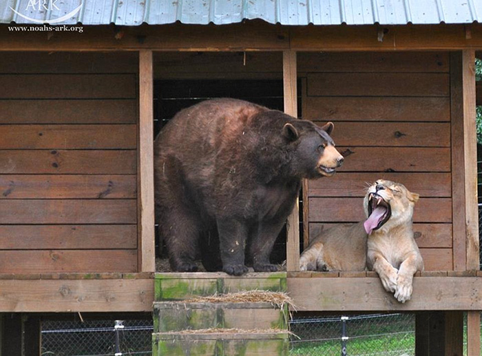 Noah Ark Baloo Shere Khan amistad 9
