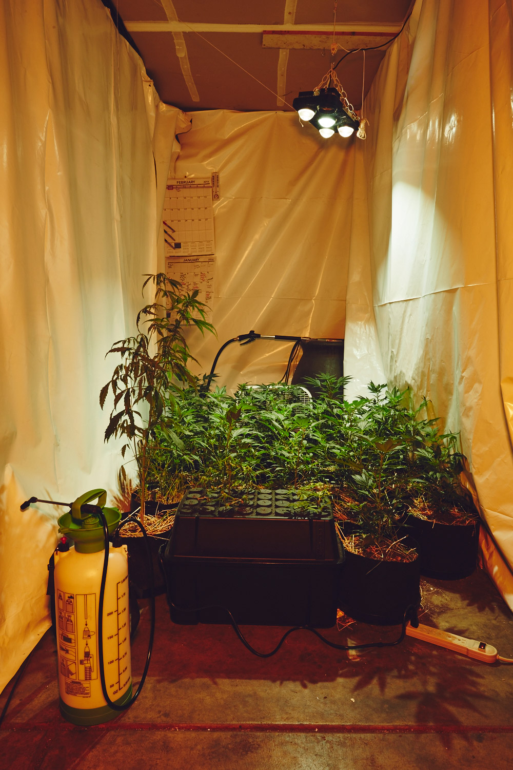 Sisters of the Valley Hermanas del Valle marihuana weed 10