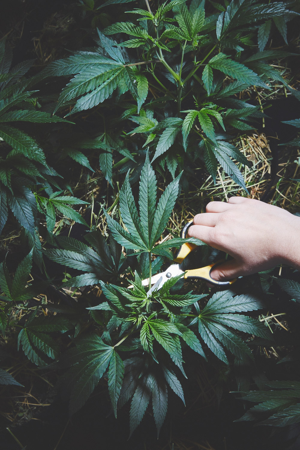 Sisters of the Valley Hermanas del Valle marihuana weed 14