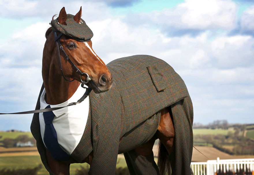 William Hill Cheltenham Festival funny horse