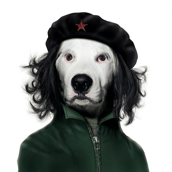 animal culturainquieta