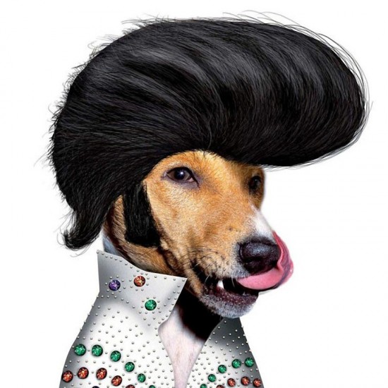 animal culturainquieta7