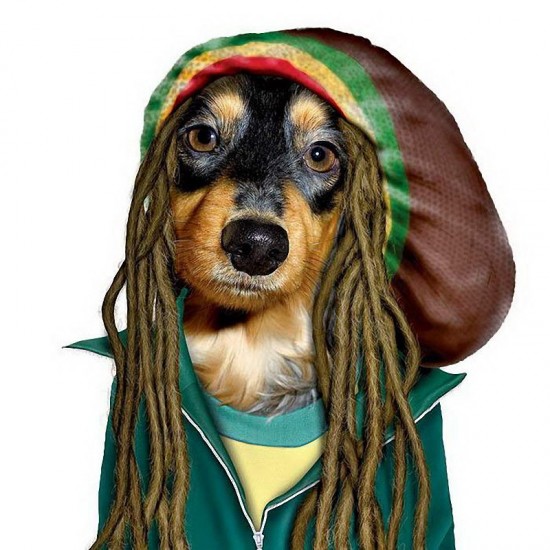 animal culturainquieta8