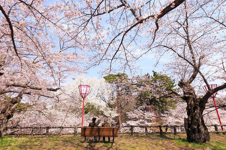 primavera japon flores 11
