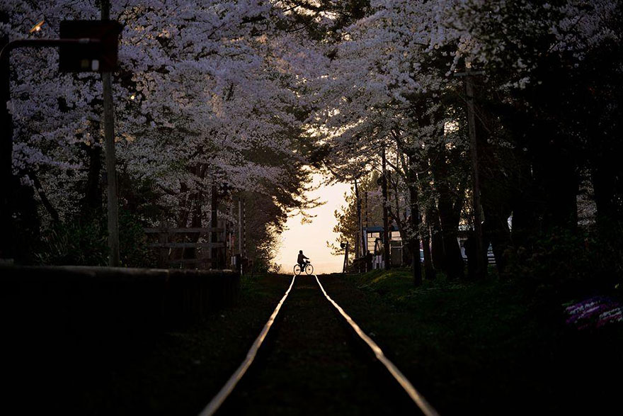 primavera japon flores 14