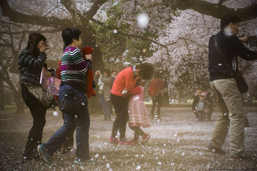 primavera japon flores 15