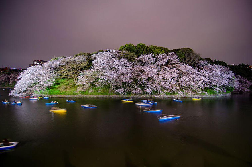 primavera japon flores 16