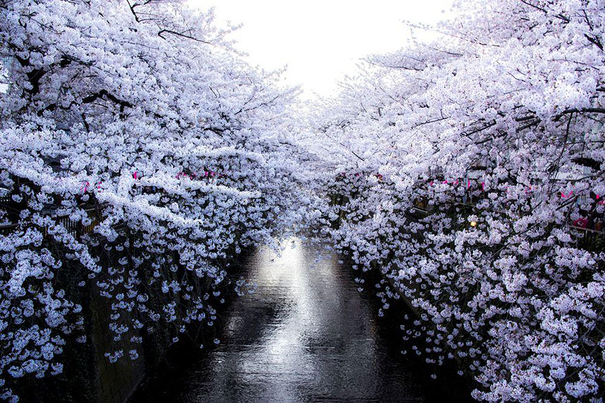 primavera japon flores 2