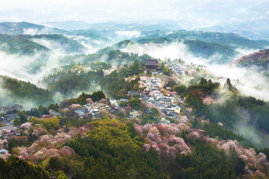primavera japon flores 3