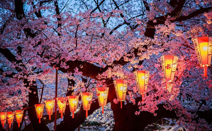 primavera japon flores 4