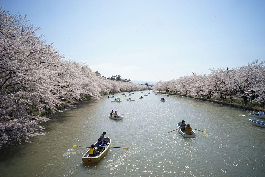 primavera japon flores 5