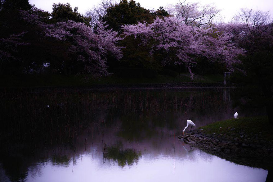 primavera japon flores 7