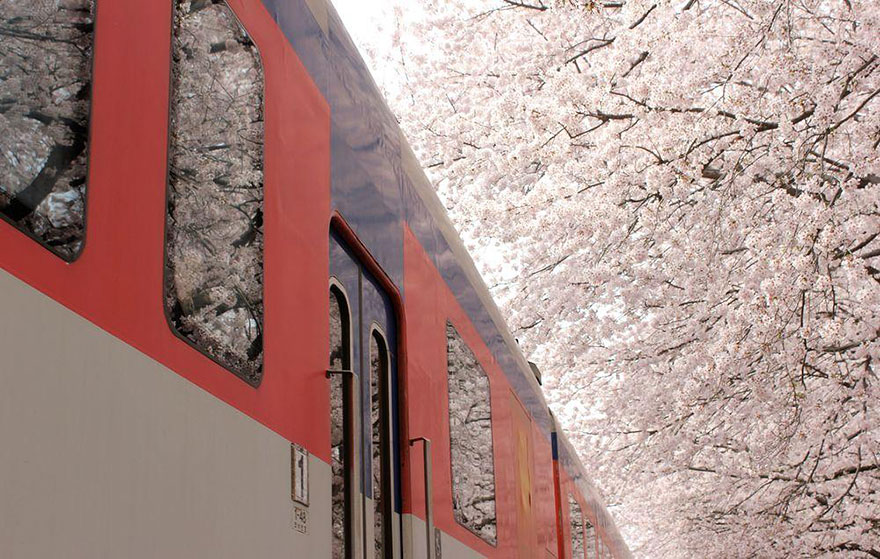 primavera japon flores 8